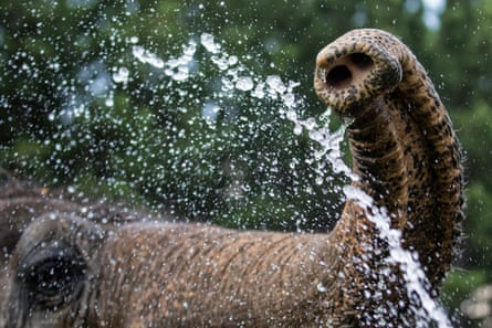 An elephant's trunk sprays water, at the Elephant Sanctuary, Hohenwald, Tennessee.