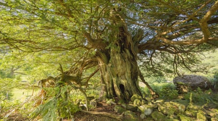 An ancient tree