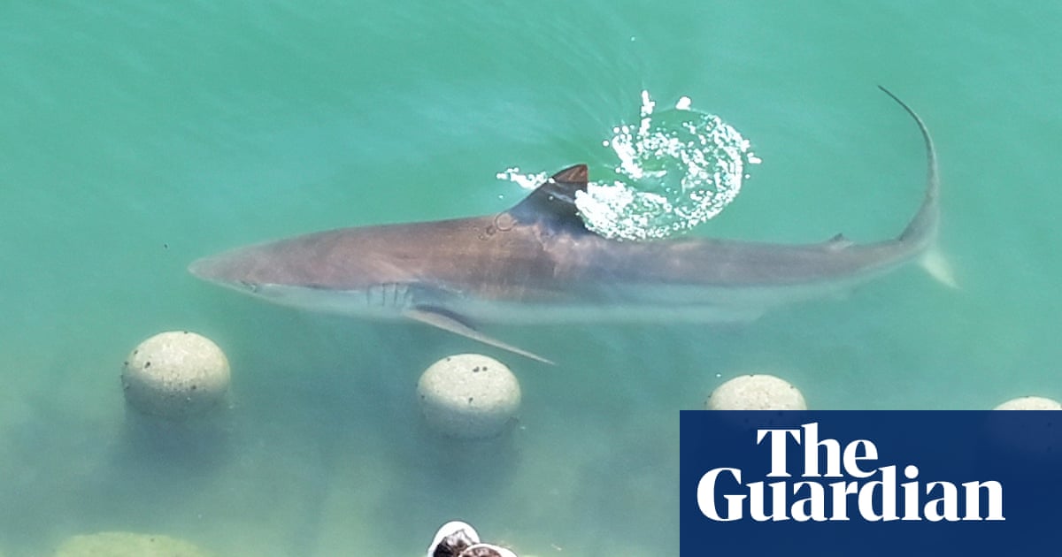 Large shark stuck in city canal draws 600,000 visitors as rescue efforts begin in South Korea
