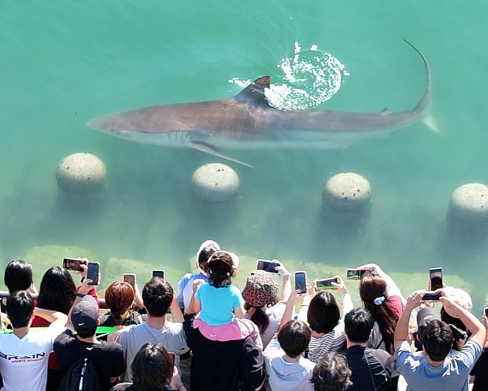 Large shark stuck in city canal draws 600,000 visitors as rescue efforts begin in South Korea