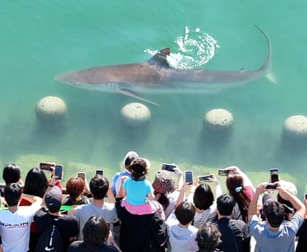 The shark stuck in a South Korean city canal draws 600,000 visitors amid rescue efforts