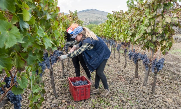 ‘Peachy fleshiness and a ripple of sea breeziness’: two young students and workers, following the family tradition, harvest grapes with Mount Etna in the background.