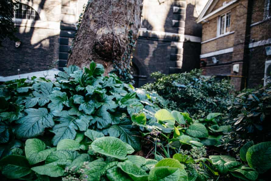Greenery in an urban space at St James’s