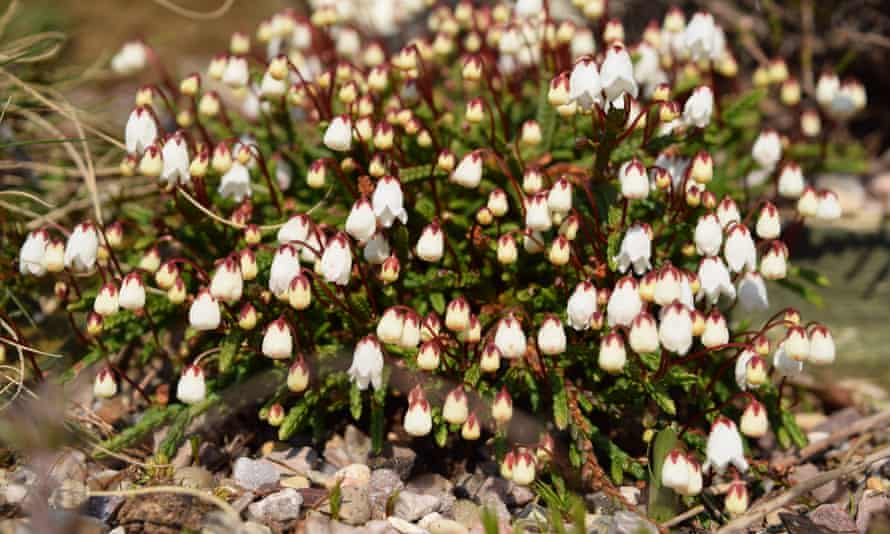 Cassiope lycopodioides (clubmoss mountain heather)
