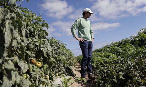 Jim Husk, farm manager, walks through a tomato field on DiMare farm in Homestead, Florida.