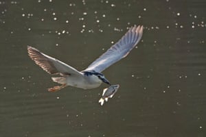 A black-crowned night heron drops a fish from its mouth as it flies over a river