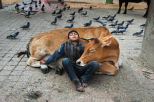 Boy rests against a cow, Kathmandu, Nepal, 2013