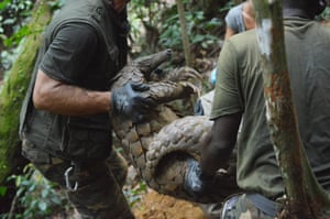 Ghost, a giant pangolin, is seen with conservationists in Gabon