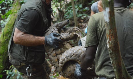 The Wildlife Capture Unit carry Ghost, the giant pangolin. Ecologists will take live samples from the animal to gain an insight into its reproductive behaviour, life expectancy and other patterns.