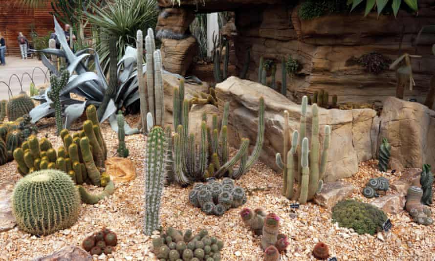 Succulents and cacti on display at The Glasshouse in Wisley