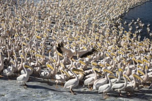 Great white pelicans wait to feed in the Mishmar HaSharon reservoir, Hefer Valley, Israel