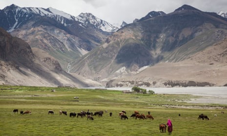 A woman herds cows in Badakhshan province in north-eastern Afghanistan.