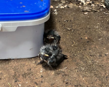 Even younger swallow chicks on the concrete floor, far from ready for life outside the nest.