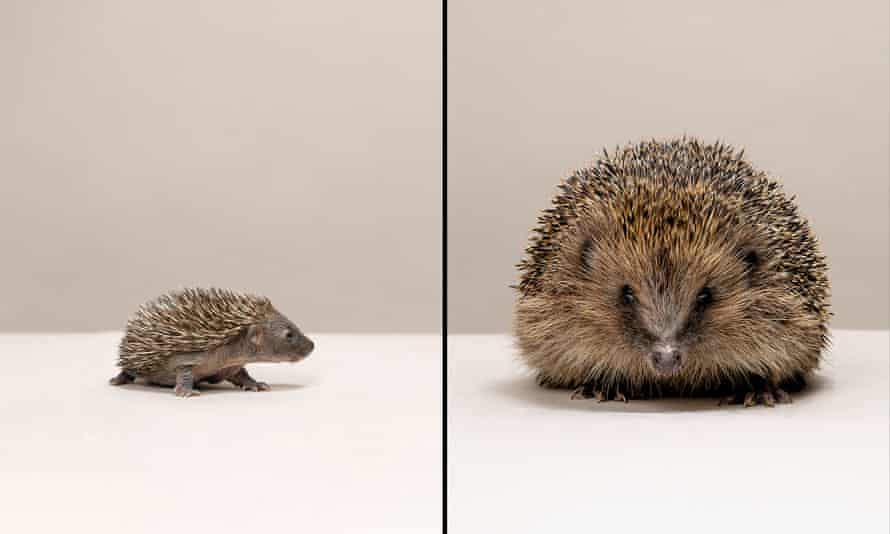 A baby hedgehog and an adult hedgehog