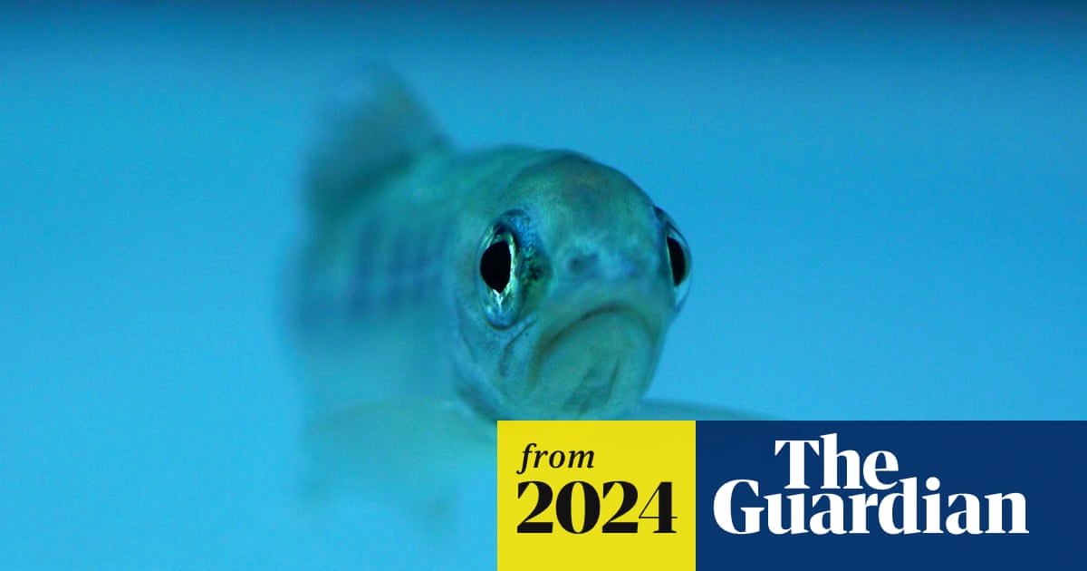 Do fish have feelings? Scientists believe they’re getting closer to an answer