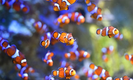 Clownfish swimming