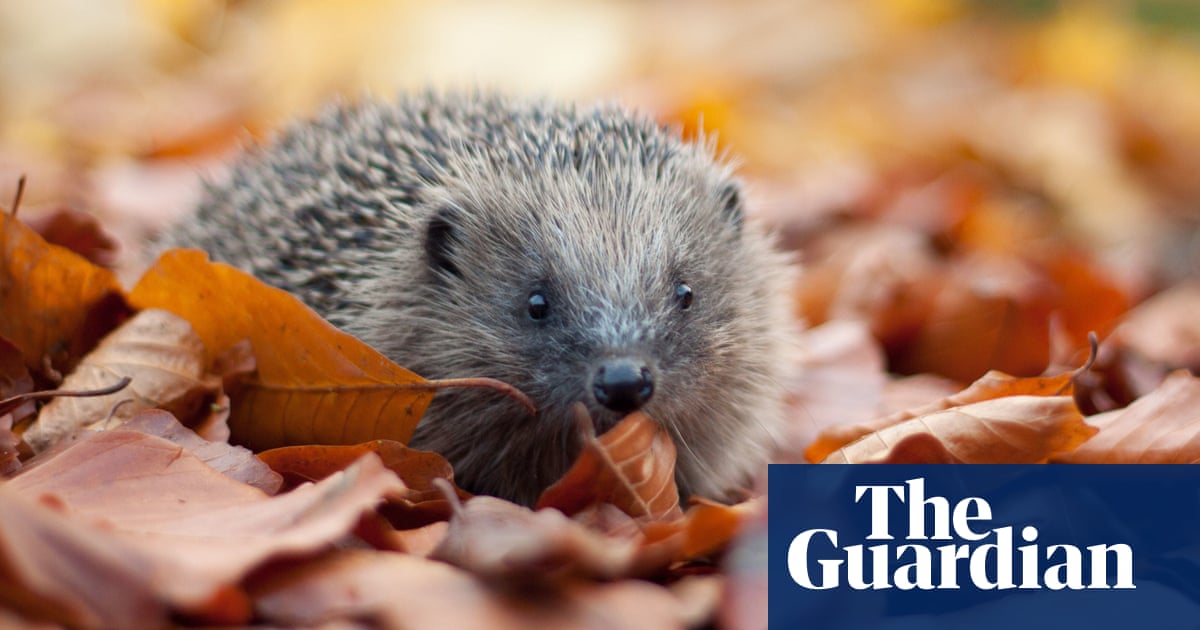UK hedgehog sightings on the rise after years of decline, survey finds | Animals
