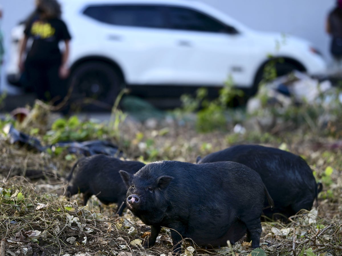 World'S Feral Pigs Produce As Much Co2 As 1.1M Cars Each Year, Study Finds  | Climate Crisis | The Guardian