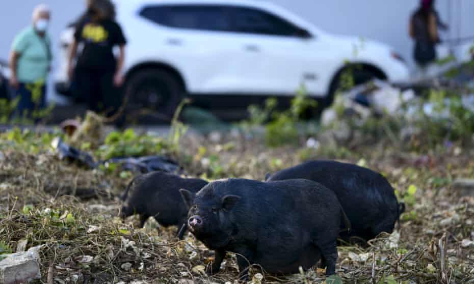 Feral Vietnamese pot-bellied pigs roam in Puerto Rico