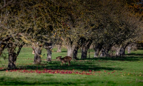 Coton Orchard in west Cambridge could lose 1,000 trees.