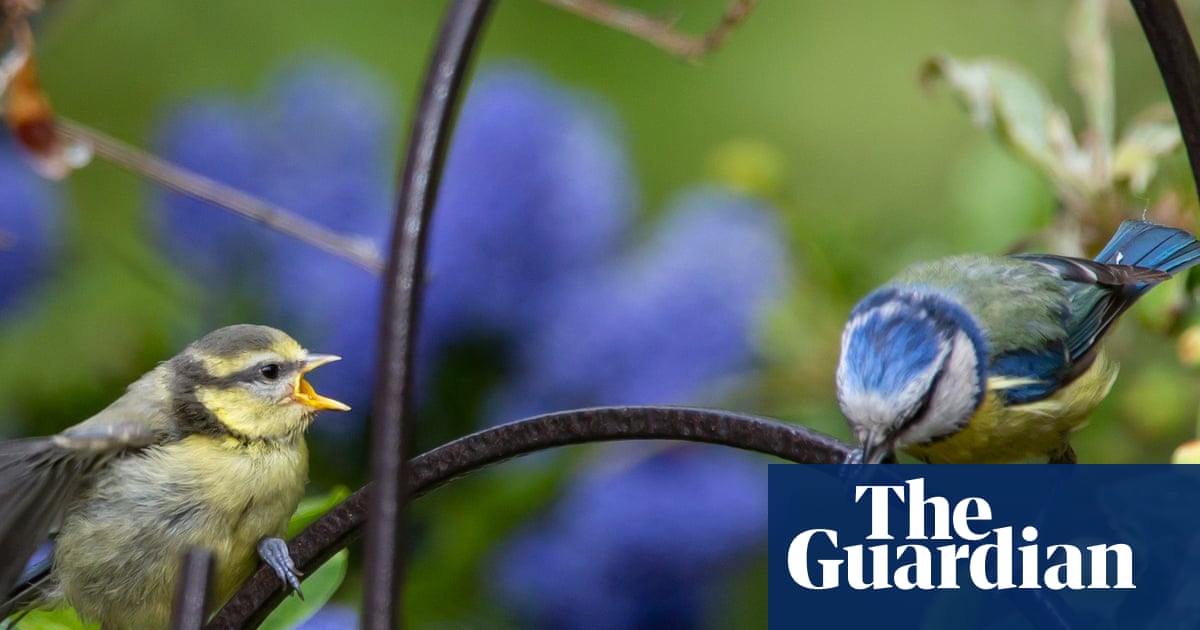 Experts call for restrictions on pet flea treatments that harm UK songbirds