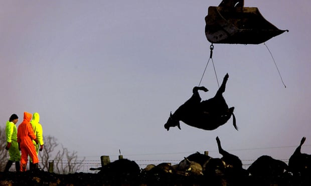 Silhouette of prepared cows and bigs being slaughtered