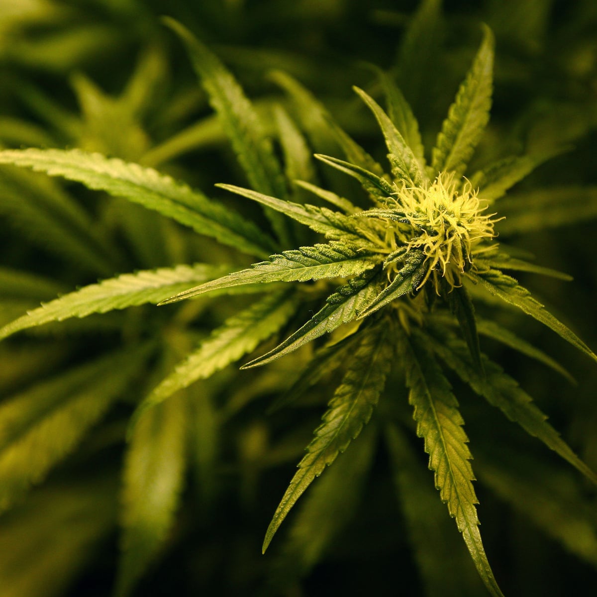 London Cannabis Seed Seller Gypsy Nirvana Faces Extradition To Us Uk News The Guardian Nirvana Seeds Review 2022