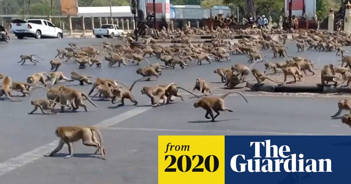 Hungry monkeys brawl over food as coronavirus hits tourism in Thailand –  video | World news | The Guardian