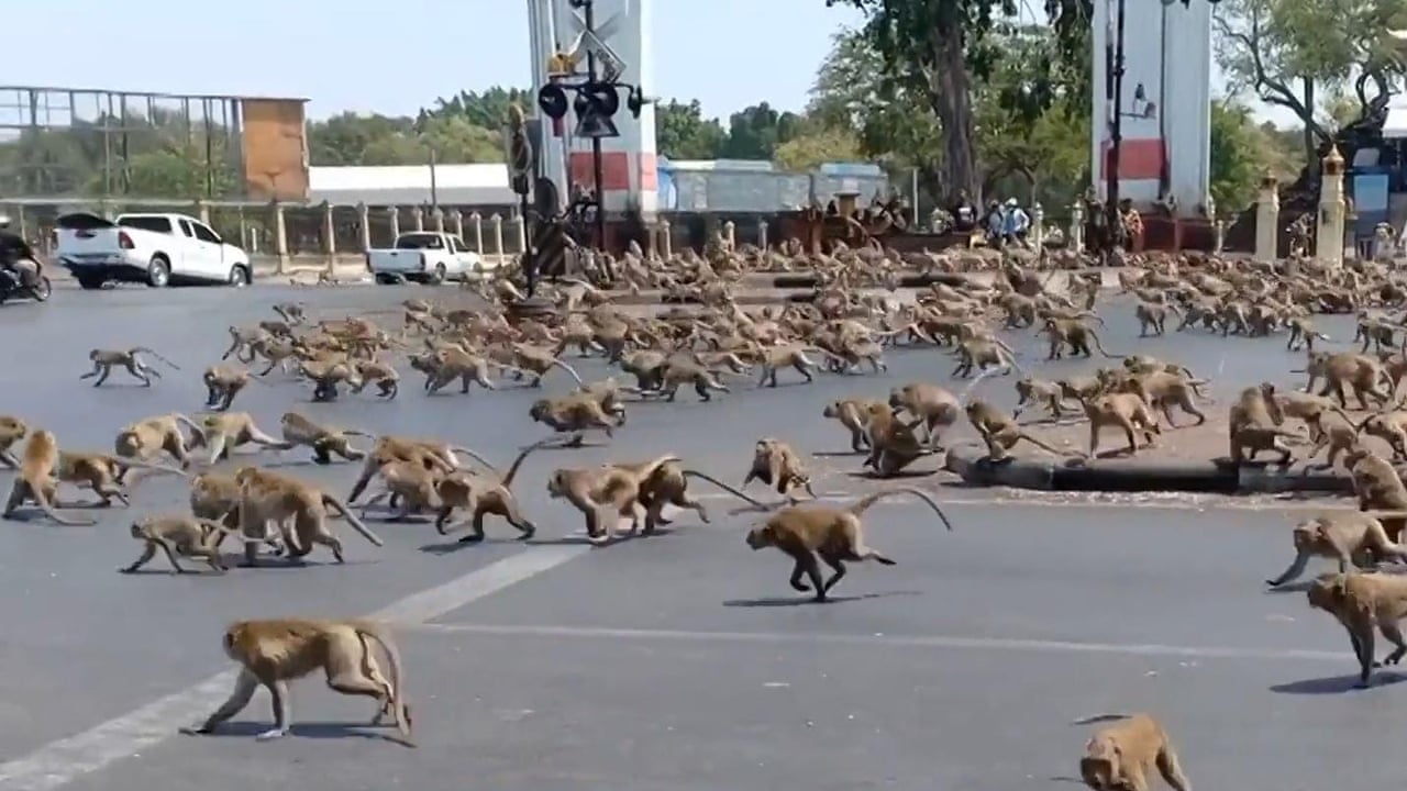 Hungry Monkeys Brawl Over Food As Coronavirus Hits Tourism In Thailand Video World News The Guardian