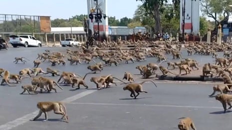 Hungry monkeys brawl over food as coronavirus hits tourism in Thailand – video