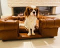 A King Charles spaniel sitting on a leather cheserfield style dog bed, with a modern fireplace behind