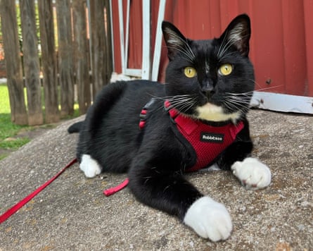 Tux posing for a photo outside during a walk