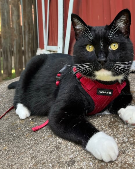 Tux posing for a photo outside during a walk