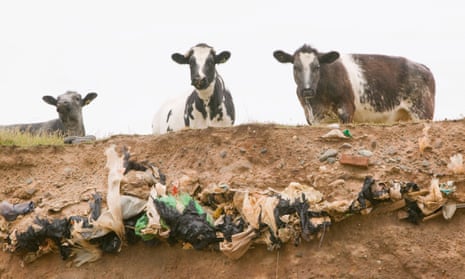 Cows peer over a crumbling sandy cliff edge exposing plastic bags and other rubbish 