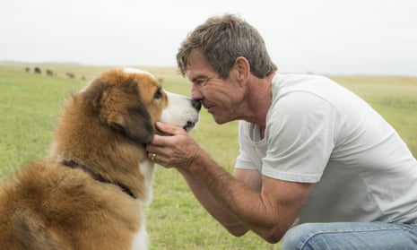 465px x 279px - Peta calls for boycott of A Dog's Purpose following distressed German  shepherd video | Movies | The Guardian