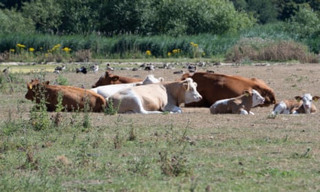 Cattle try to keep cool on Dorney Common, Buckinghamshire, last week