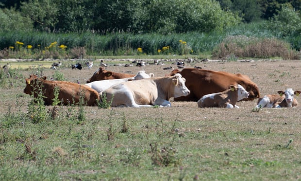 Cattle try to keep cool on Dorney Common, Buckinghamshire, last week