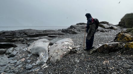 Dead adult male elephant seals, South Georgia, January 2026.