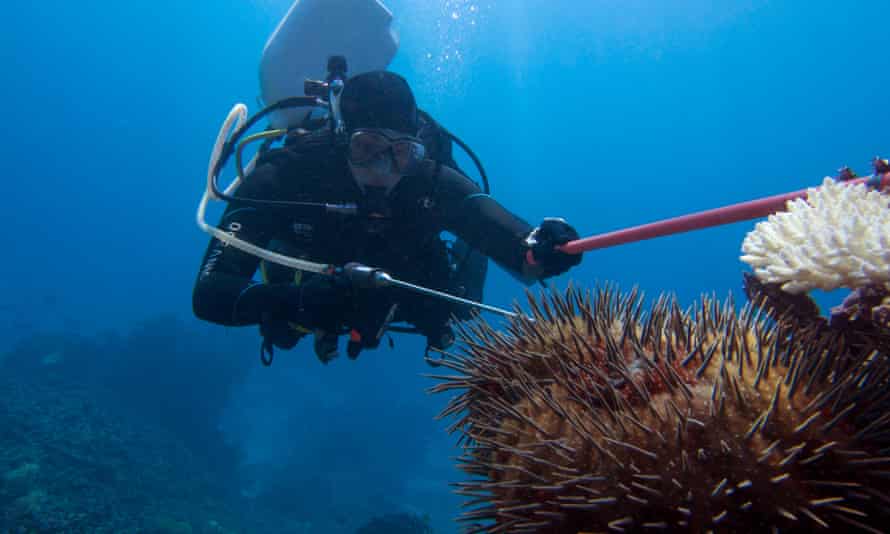 Crown-of-thorns starfish monitoring in the Capricorn and Bunker groups on the Great Barrier reef.