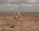 Brazil's Wind Farms Harm Communities Despite Green Energy Goals
