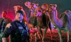 Zebras and camels, oh my! Animals rescued after fire on Indiana highway