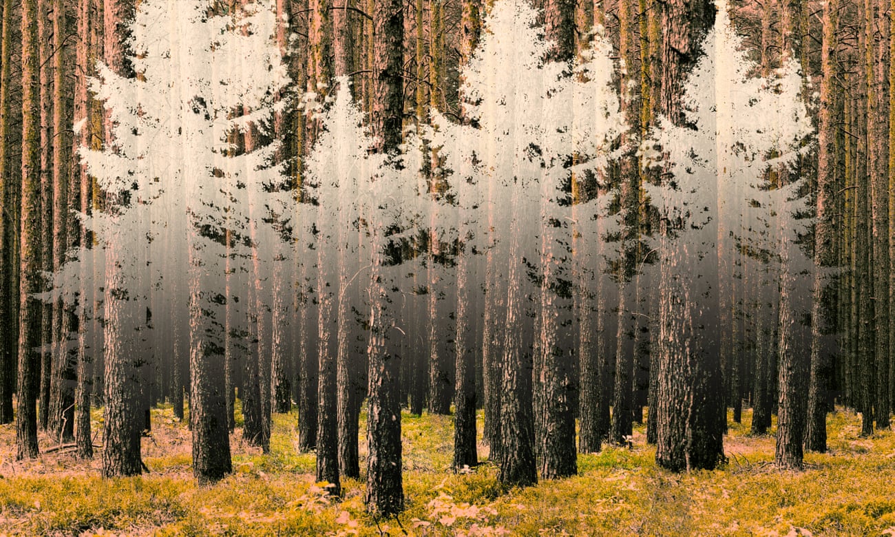 Is This The End Of Forests As We Ve Known Them Trees And Forests The Guardian Is This The End Of Forests As We Ve Known Them Trees And Forests The Guardian