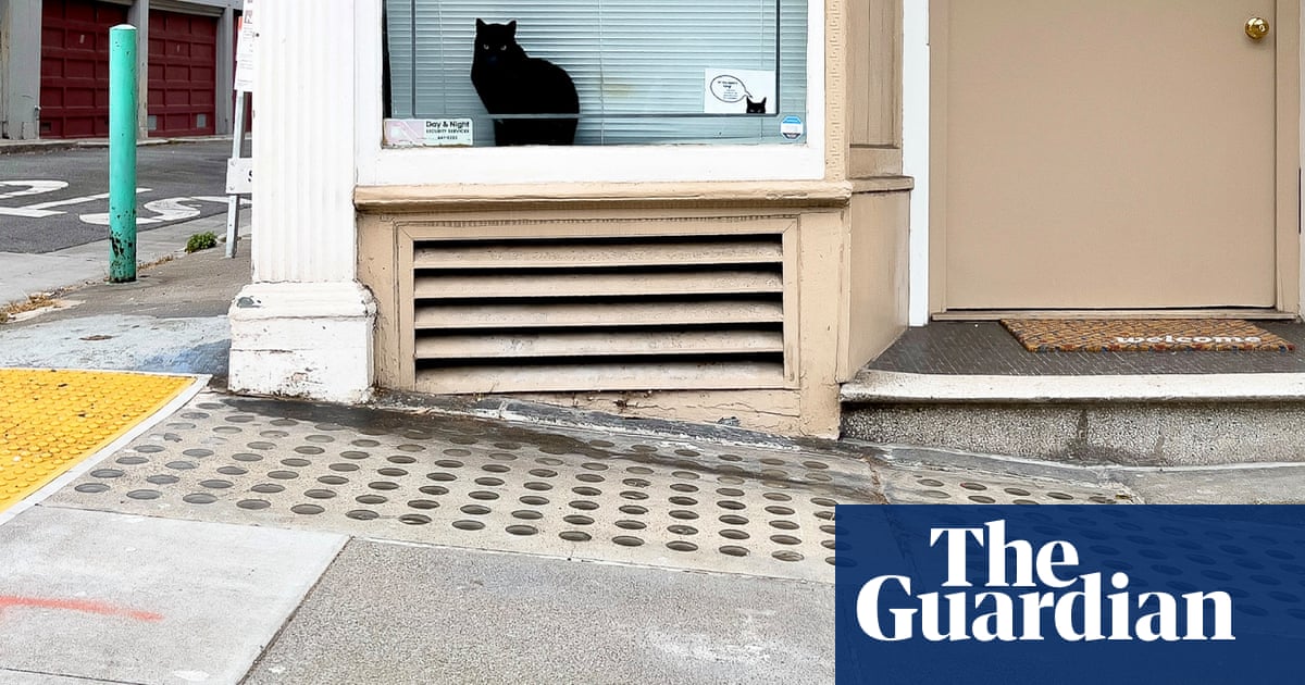 ‘I have no doubt this cat could take him down!’: Dorothy O’Donnell’s best phone picture