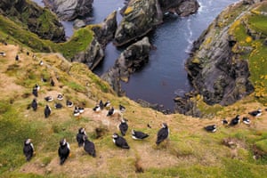 Puffins at Hermaness national nature reserve