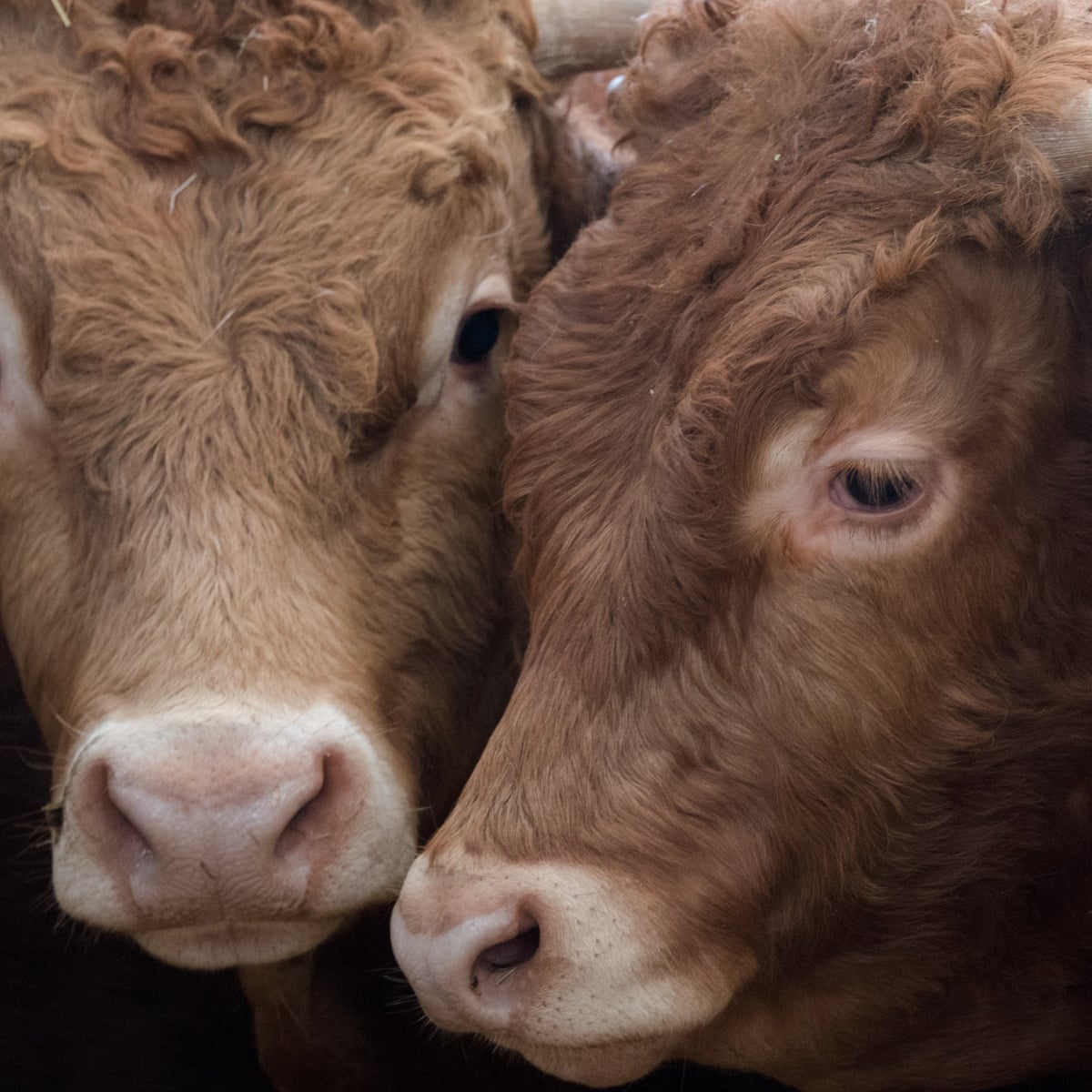 Cow Could Soon Be Largest Land Mammal Left Due To Human Activity Study Extinct Wildlife The Guardian