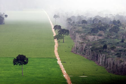 A vast field of uniform green plants nibbling at the edge of rainforest. A road runs up through the middle