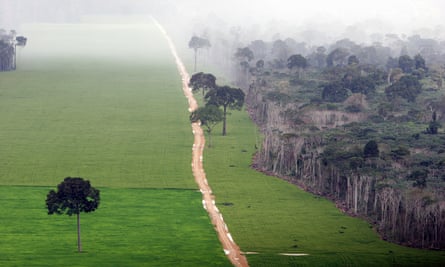 Amazon rainforest cleared to grow soy.
