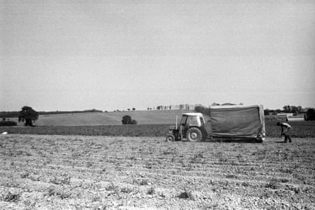 Farmer tends to dried-out crops.