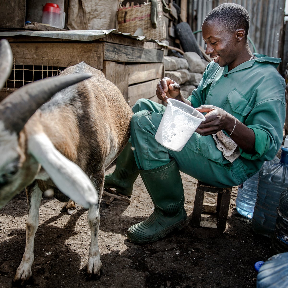 Rabbits, chickens and Tin Tin the goat: the backyard farms of Nairobi |  Kenya | The Guardian
