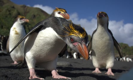 Penguins on Macquarie Island.